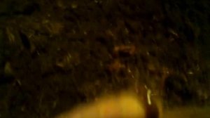 дендробена. зимовка. 24.01.2016