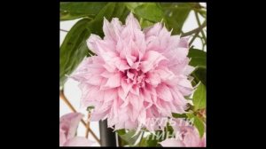 Обзор сортов клематисов #клематисы #ирисы #лилейники