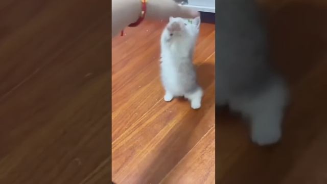 Кошачьи видео милые кошки котята