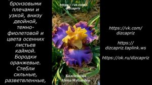 ИРИС TEAM PLAYER    #ирисы #клематисы #лилейники