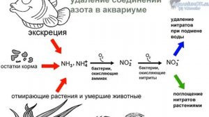 Азотный цикл в аквариуме  как быстро и правильно  запустить аквариум