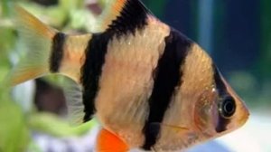 Рыбка барбус в аквариуме. Содержание, уход, размножение. Fish Barbus in aquarium.