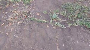 Убираю перец и дыни. Обзор товара в Фикс Прайс.