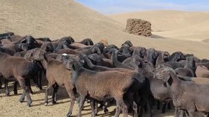 СУРХОНДАРЁ ХИСОРИ КУ́ЗИ КУ́ЧКОРЛАРИ   КУЙ ЭГА 1-КУ́Л