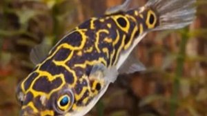 Тетраодон Восьмерка (Тетраодон Биоцеллатус) Содержание.   Уход.  Размножение.