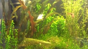 Криптокорина Вендта.  Аквариумное растение