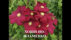 Обзор сортов клематисов #клематисы #лилейники #ирисы
