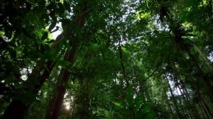 Новая Гвинея.