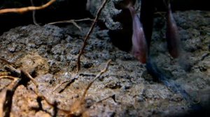Astyanax mexicanus Астіанакс мексиканський - Сліпа риба - HD DSC 4913 01
