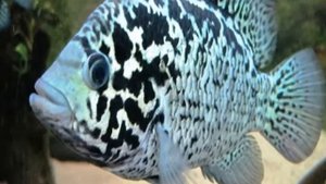 Цихлазома тетракантум или кубинская.Описание. Содержание. Уход. Размножение. Аквариумные растения.