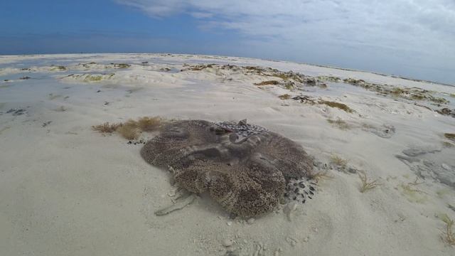 ЗАНЗИБАР ПЛЯЖ НУНГВИ ОТЛИВ ZANZIBAR NUNGWI  03
