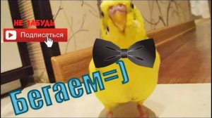 Как ходит и бегает волнистый попугай? Смешно бегает попугай)