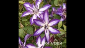 Обзор сортов клематисов #клематисы #лилейники #ирисы