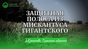 Проект "Защитная полоса из Мискантуса Гигантского" в Тульской области. Первые результаты