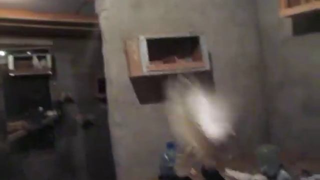 кормление голубей с дочкой. смотреть онлайн