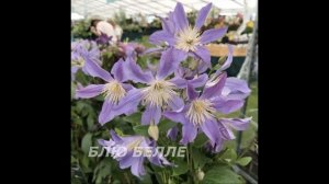 Обзор сортов клематисов #клематисы #лилейники #ирисы