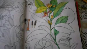 Обзор Акварельных карандашей и раскраски антистресс.