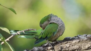 Gülşen - Bangır Bangır