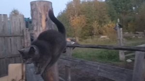 Результат УЗИ Мани. Что делать? Будем лечить!