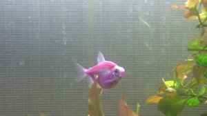 Подготовка тернеций к нересту. Когда тернеций сажать на нерест?