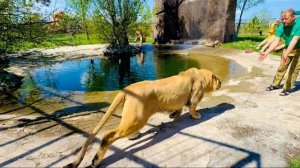 Мы привезли мясо молодым львам в саванну и они стали ОЧЕНЬ АКТИВНО его делить!