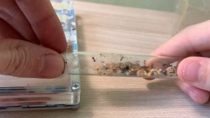 Messor denticulatus — красногрудые муравьи-жнецы. Муравьи дома. Муравьиная ферма.