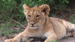 Zerrin Özer - Basit Numaralar