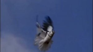 Голуби целуются на крыше