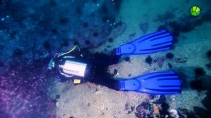 Осьминог. Экстремальный фотограф. Живая Планета