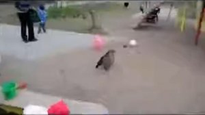 Кот защищает детей от собаки на площадке