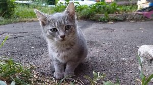 Поэзия Любви *** Я ХОЧУ... ***, автор Сафронов И.В.