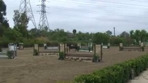 Feiner Abend "Farrah" ridden by Trudi Fletcher