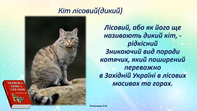 ЯДС  1 клас Урок 43 ЧЕРВОНА КНИГА УКРАЇНИ- ТВАРИНИ. Бібік