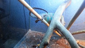 Йеменский хамелеон (chamaeleo calyptratus) какает. Veiled chameleon poop. (24.01.2017)