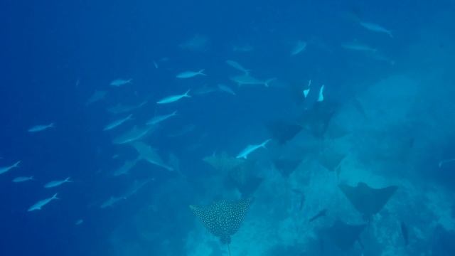 Spotted Eagle Rays