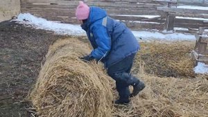 Кормление овец зимой без выпаса