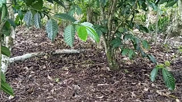 jangan ketawa nanti dosa 😀😀😀 pitoy bikin jokinya bingung 😀😀😀 смотреть онлайн