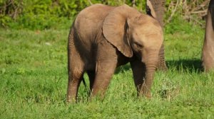 Ümit Besen & Pamela - Seni Unutmaya Ömrüm Yeter mi