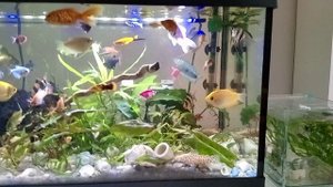 что нужно рыбкам