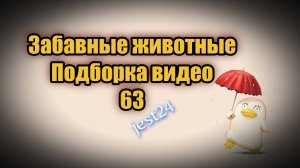 Забавные животные /  Подборка видео №63