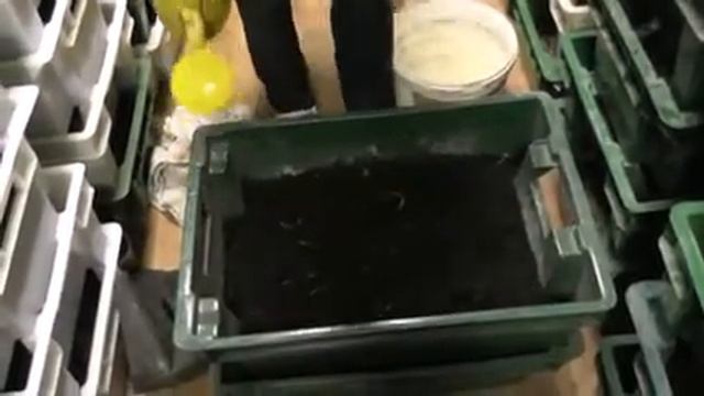 Будни червевода - 2 смотреть онлайн