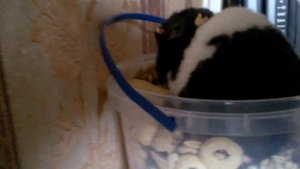 Хомяк в раю. Hamster`s paradise