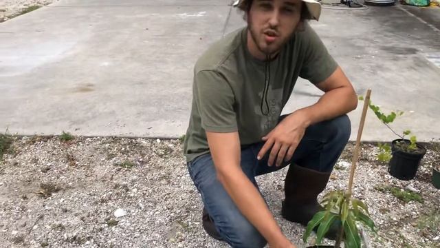 25 New Tropical Fruit Trees (Kwai Muk, Golden Sugar Apple, Jaboticaba + More)
