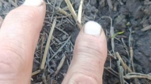 Озимые после засухи