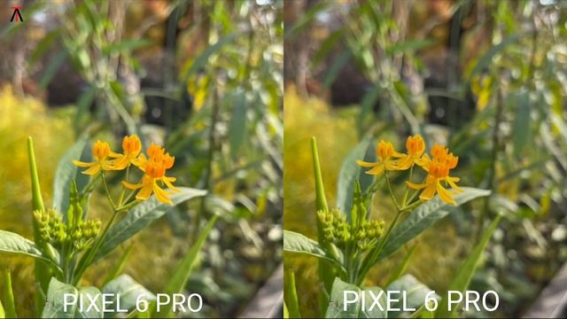 Google Pixel 6A vs Google Pixel 6 Pro | Camera Test смотреть онлайн