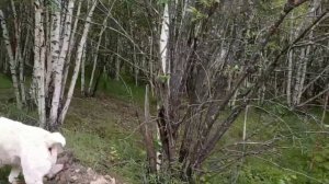 Алабаевка. Масёна и Ёжик