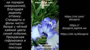 ИРИС Classic look #ирисы #клематисы #лилейники