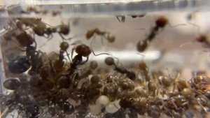 Мессор барбарус. Messor barbarus (красноголовый муравей-жнец).