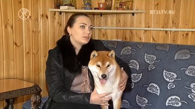 Особенности и характер японской породой собак СИБА ИНУ смотреть онлайн