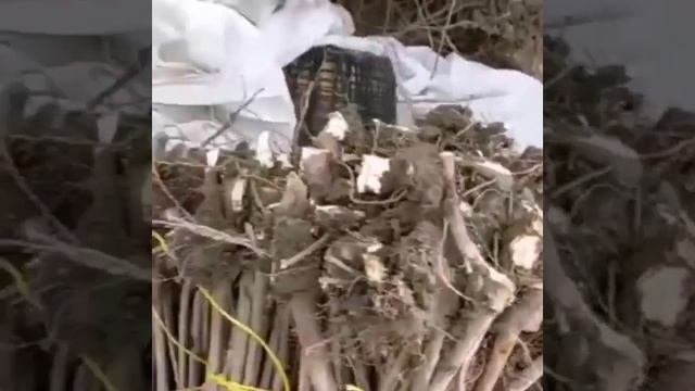 Подвой всл2. Заготовка.